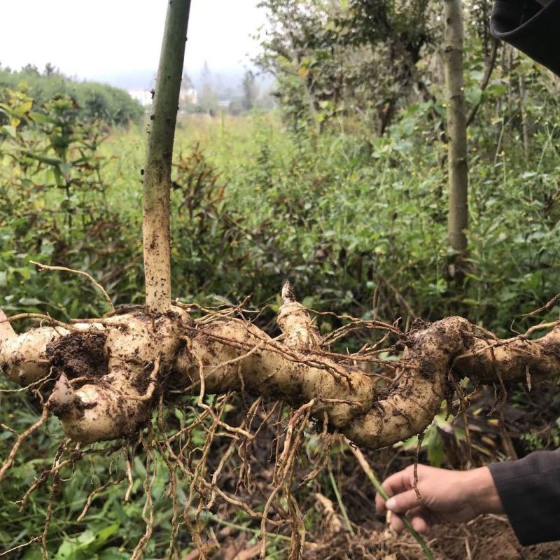 伏牛山新鲜鸡头黄精种芽现挖现发老虎姜种苗黄精种子批发