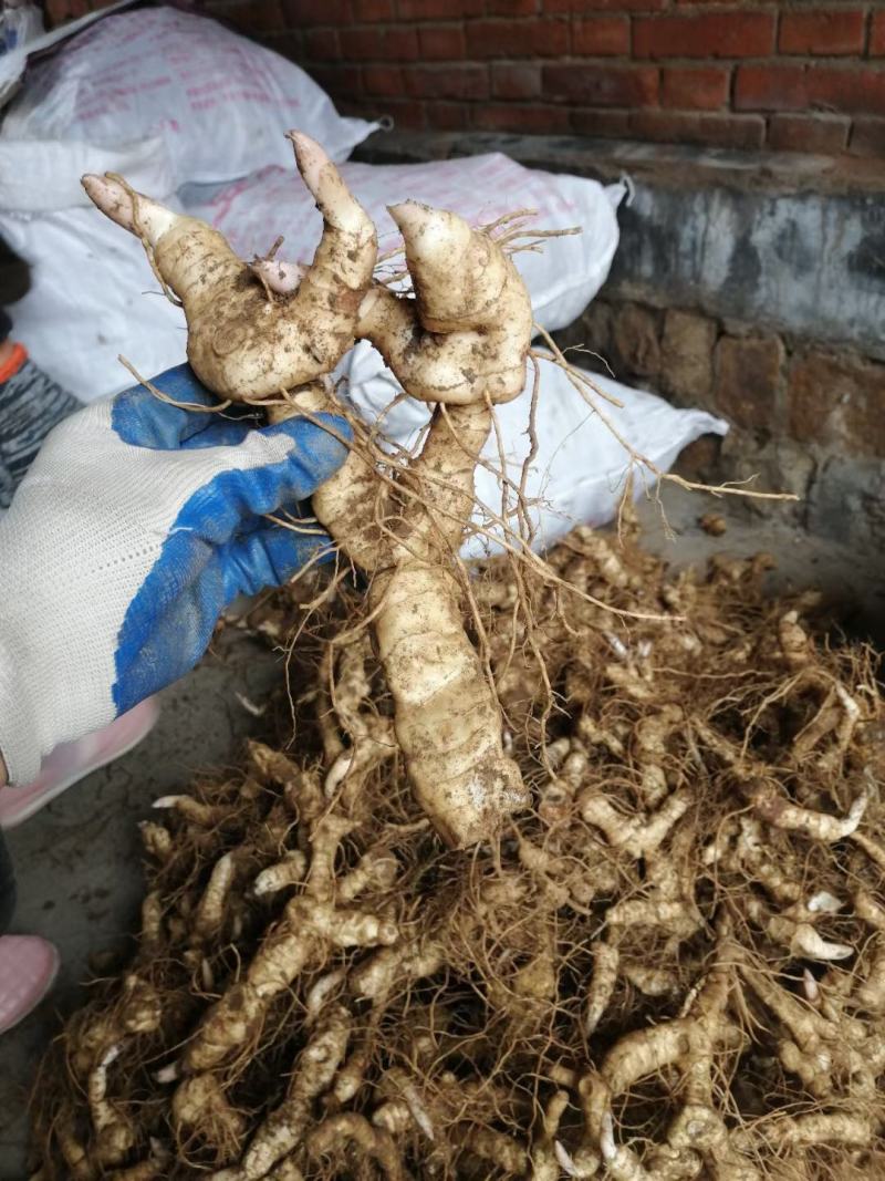 伏牛山新鲜鸡头黄精种芽现挖现发老虎姜种苗黄精种子批发