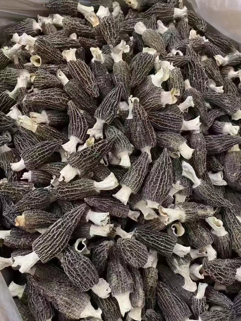 高品质优质羊肚菌，云南产地直发，量大从优