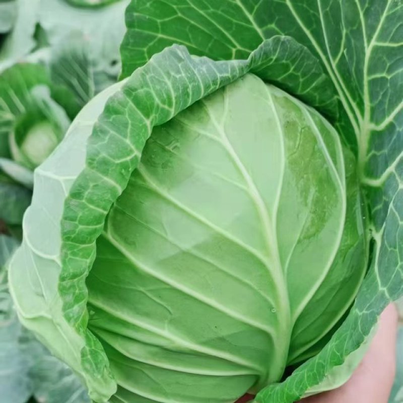 精品甘蓝，中甘25，中甘56，奥奇娜，圆包菜。