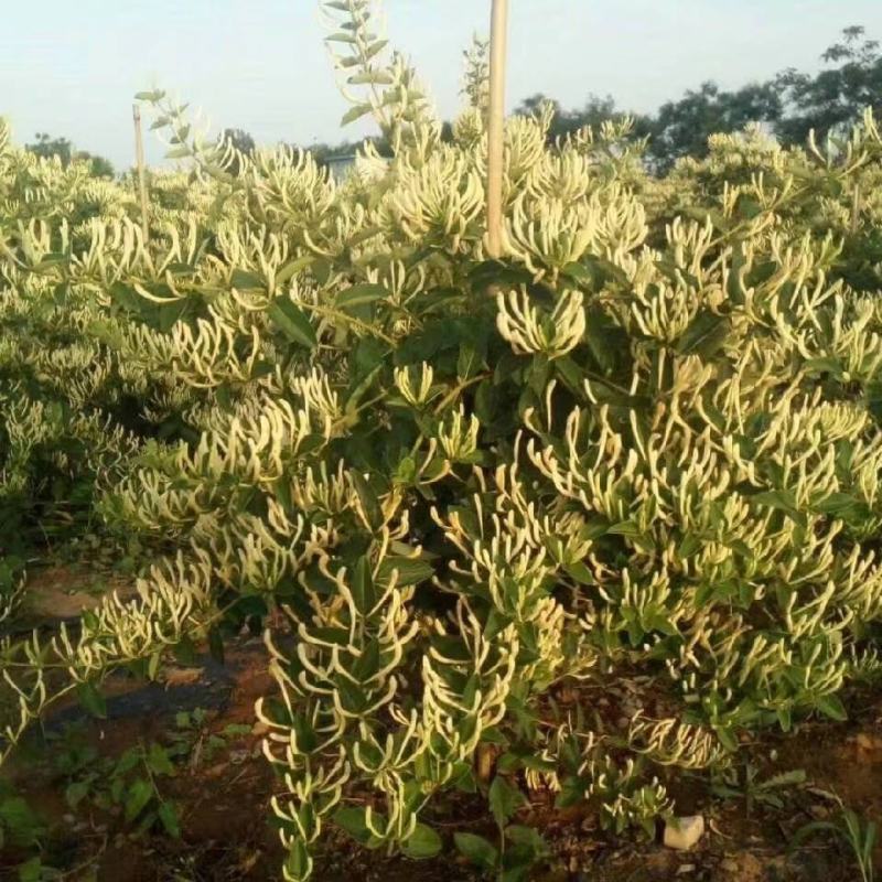 山东金银花种产销供应各种规格金银花种苗售后三包服务跟踪。