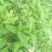 野生夏枯草苗，自然生长，药性强，天然无污染！可盆栽绿化！