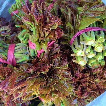 香椿芽