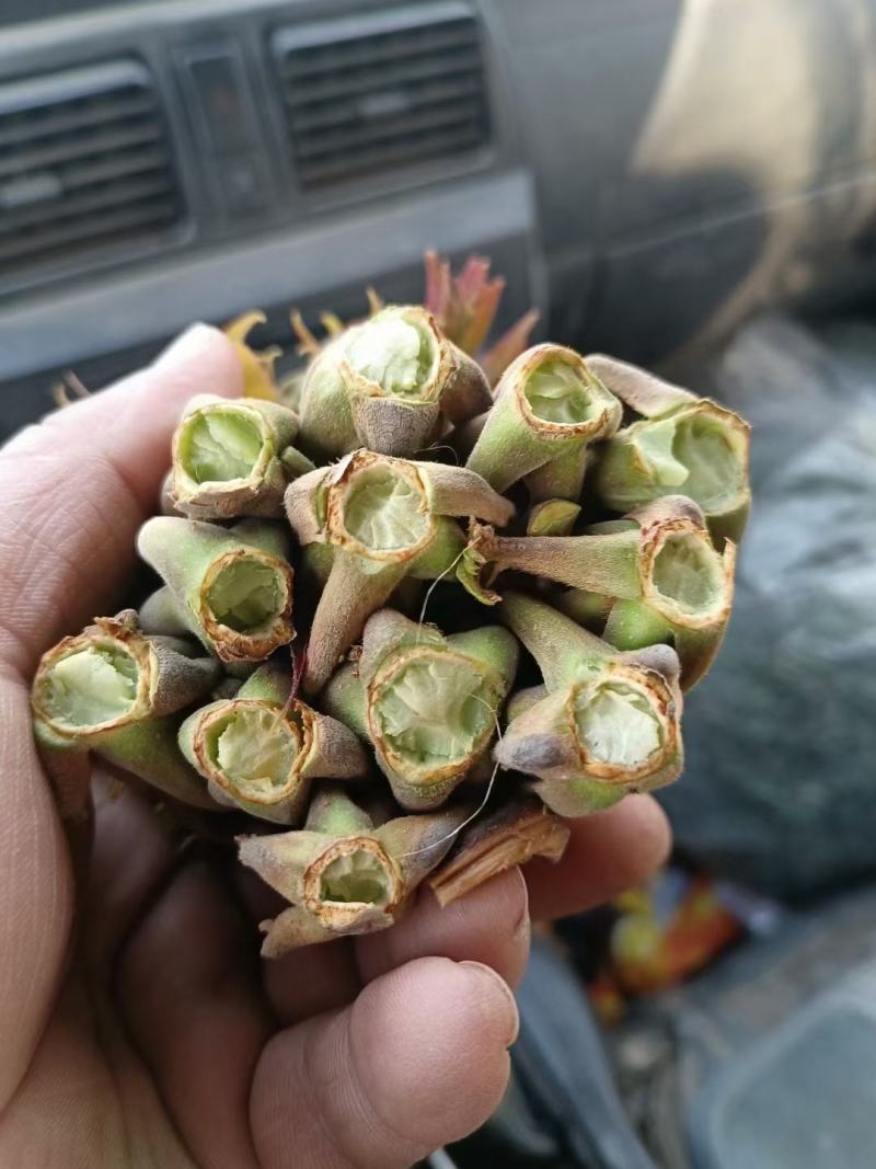 香椿芽
