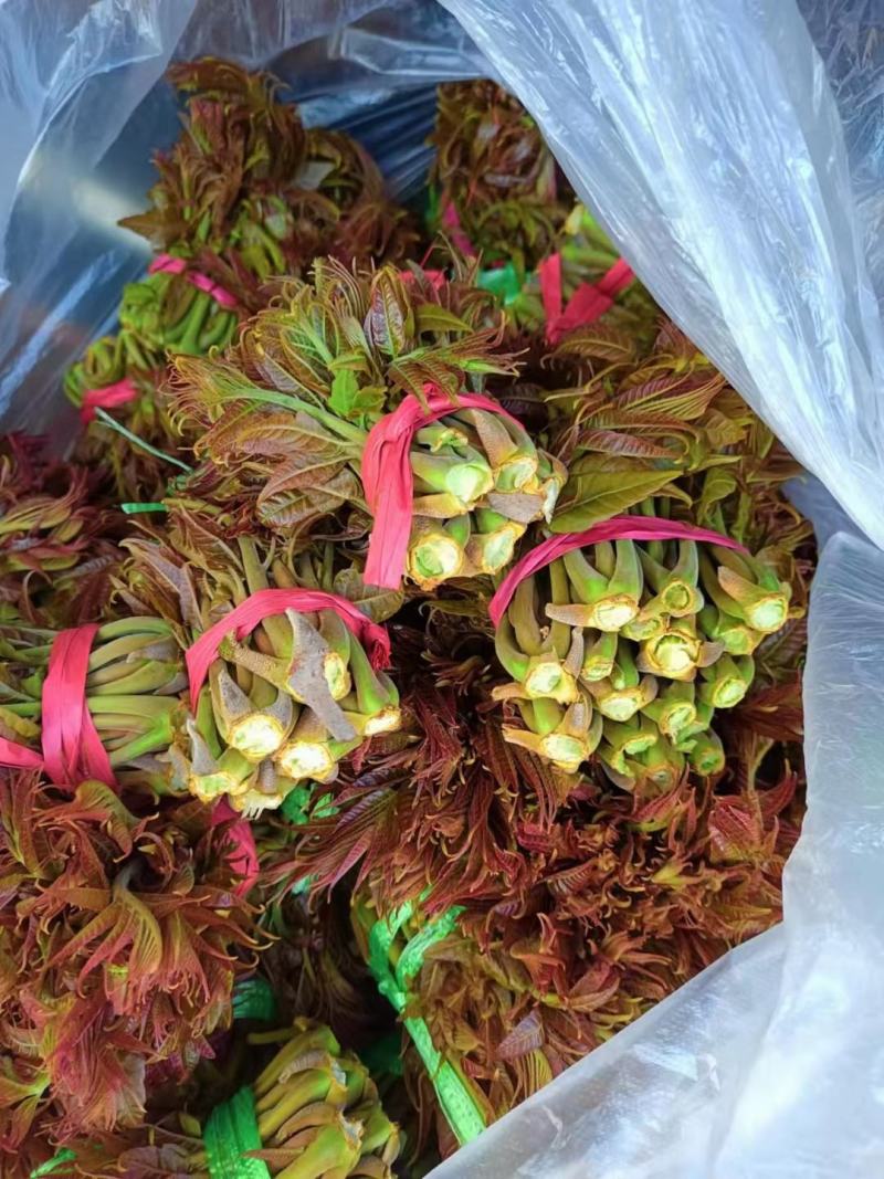香椿芽
