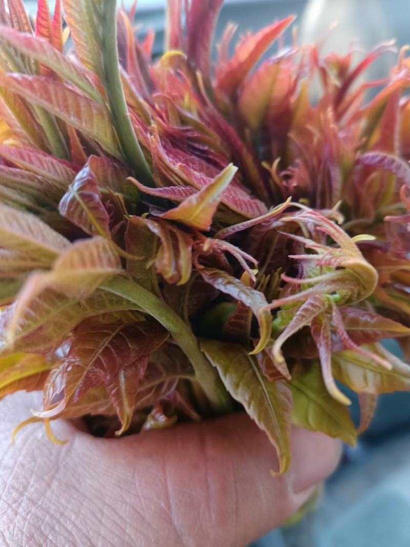 香椿芽
