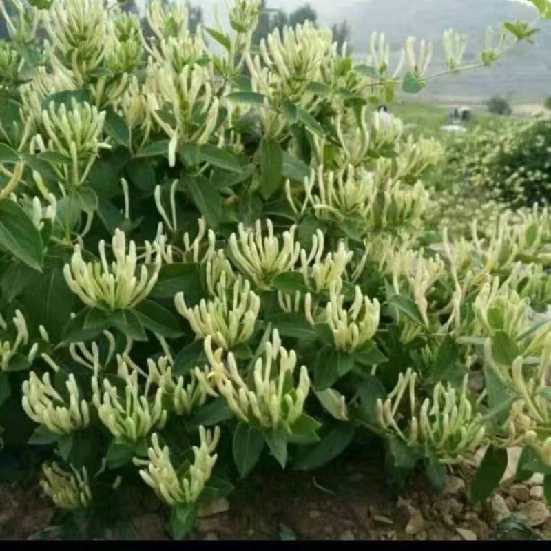山东金银花种产销供应各种规格金银花种苗售后三包服务跟踪。
