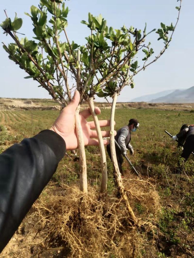 山东金银花种产销供应各种规格金银花种苗售后三包服务跟踪。