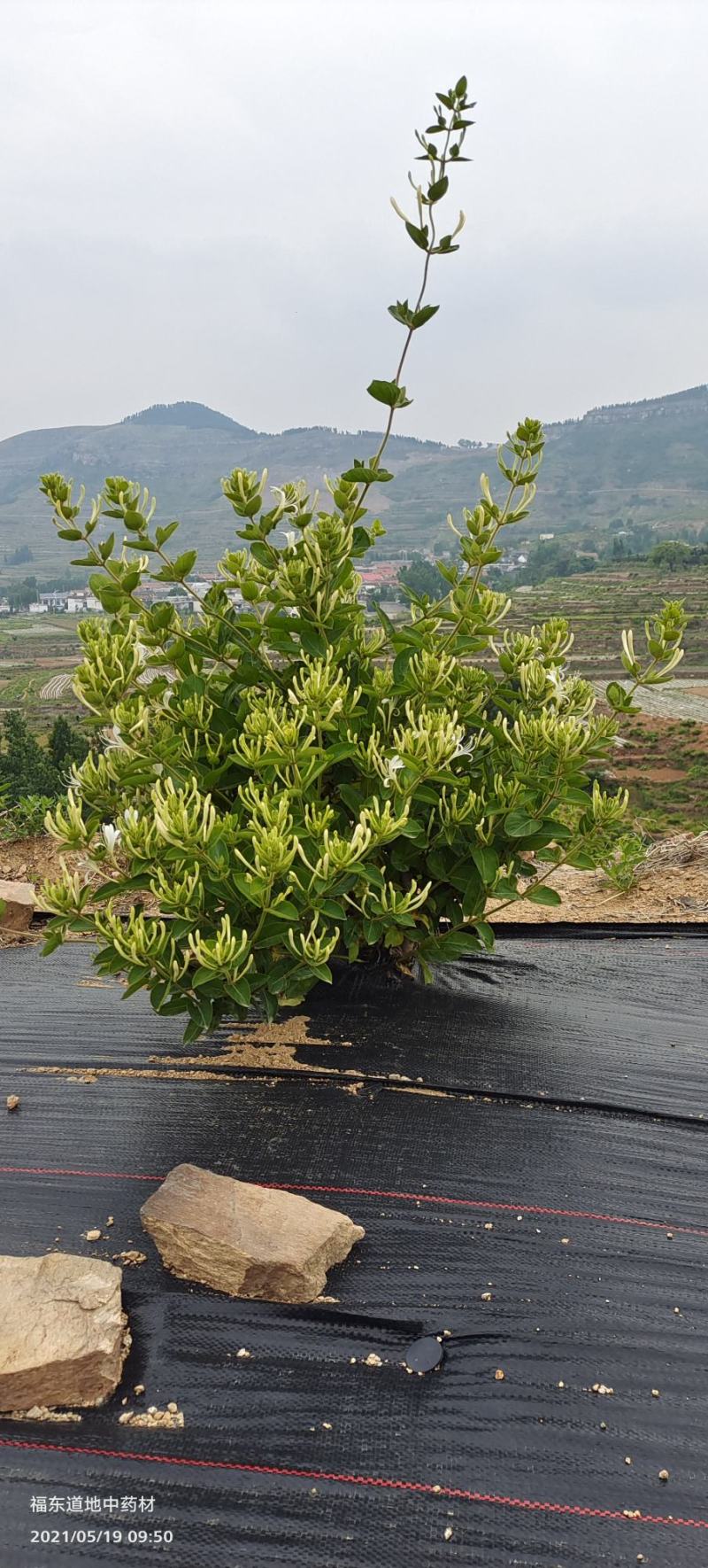 山东金银花种产销供应各种规格金银花种苗售后三包服务跟踪。