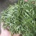 红茶净重包邮春茶散装凝香思浓蜜质量保证