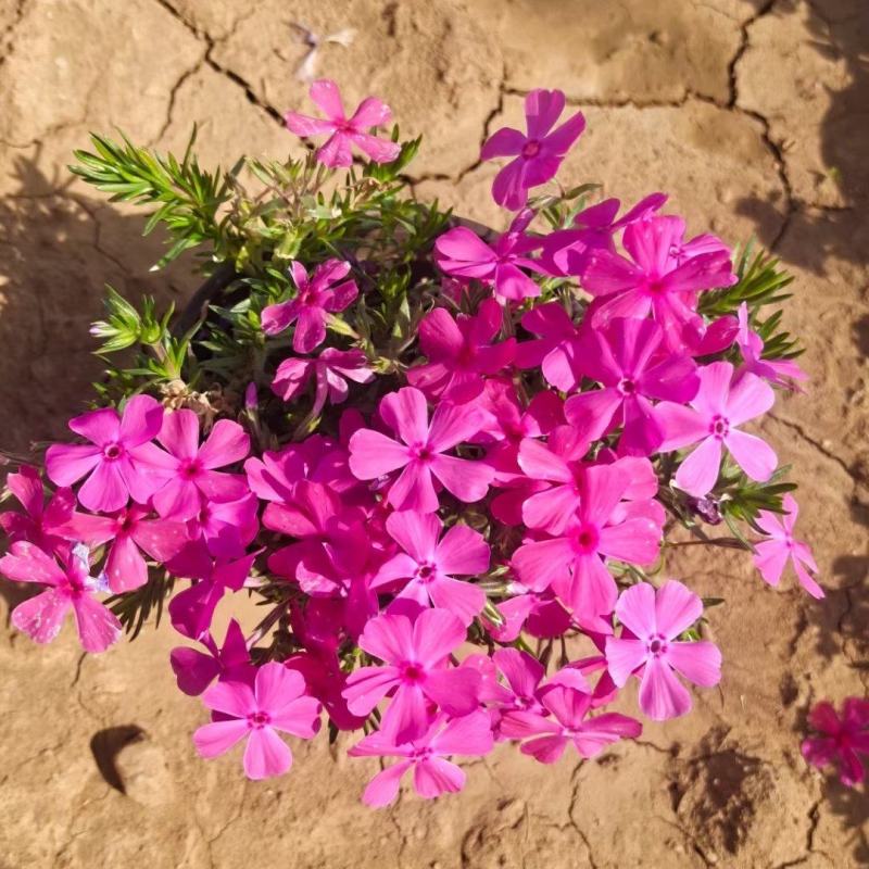 芝樱花丛生福禄考自产自销产地发货