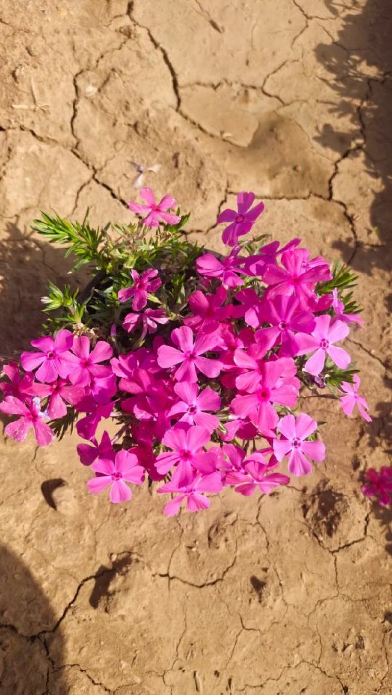 芝樱花丛生福禄考自产自销产地发货
