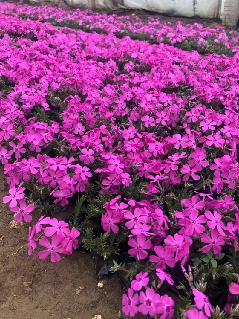 芝樱花丛生福禄考自产自销产地发货