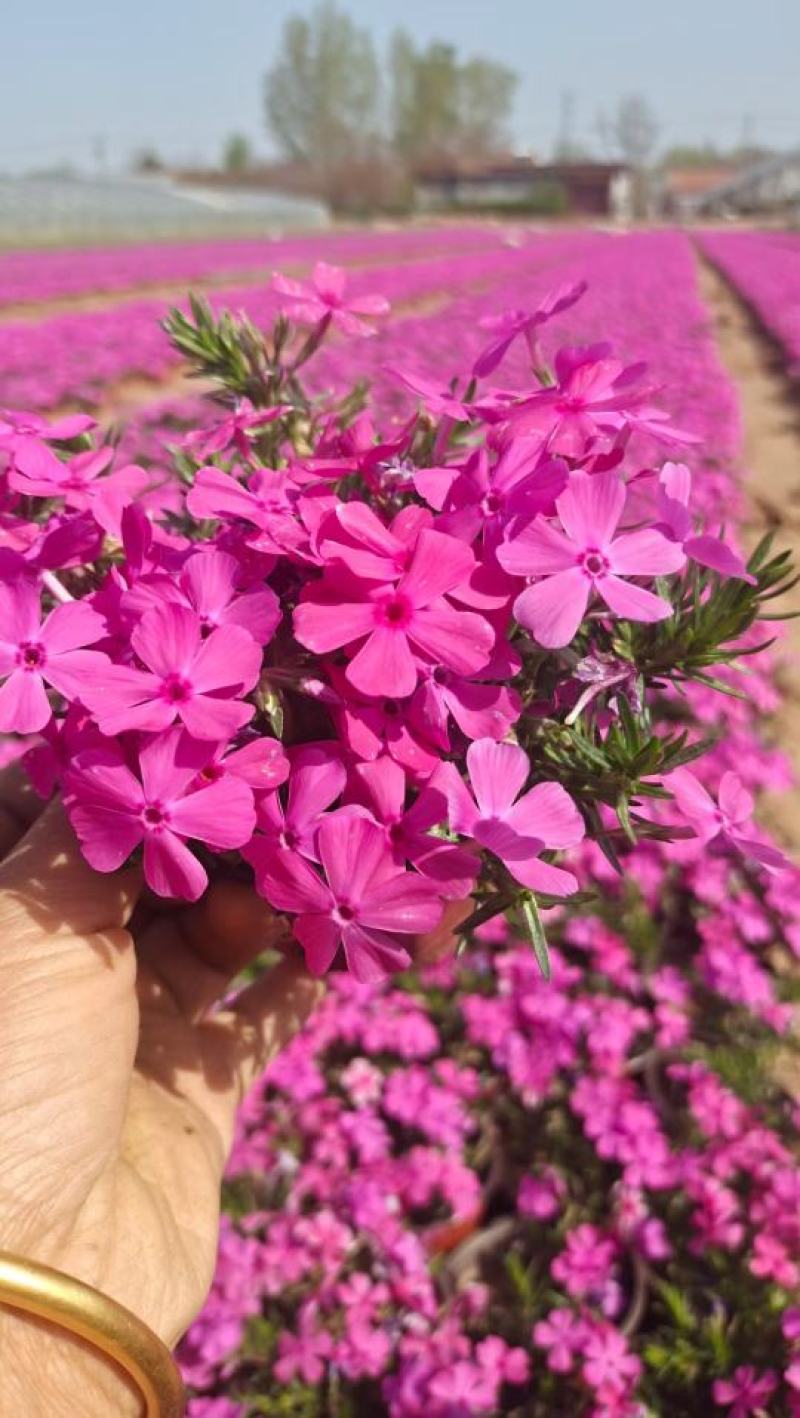 芝樱花丛生福禄考自产自销产地发货