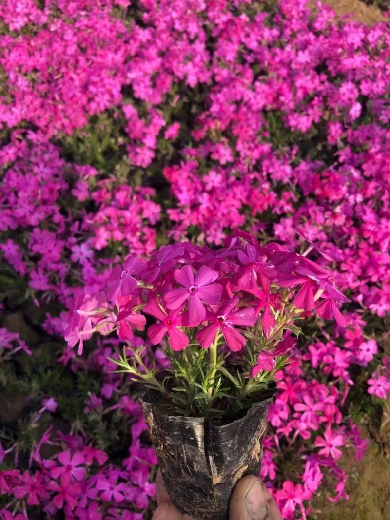 芝樱花丛生福禄考自产自销产地发货