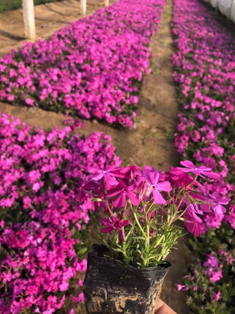 芝樱花丛生福禄考自产自销产地发货