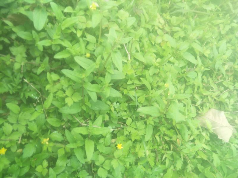 野生夏枯草苗，自然生长，药性强，天然无污染！可盆栽绿化！