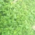 野生夏枯草苗，自然生长，药性强，天然无污染！可盆栽绿化！