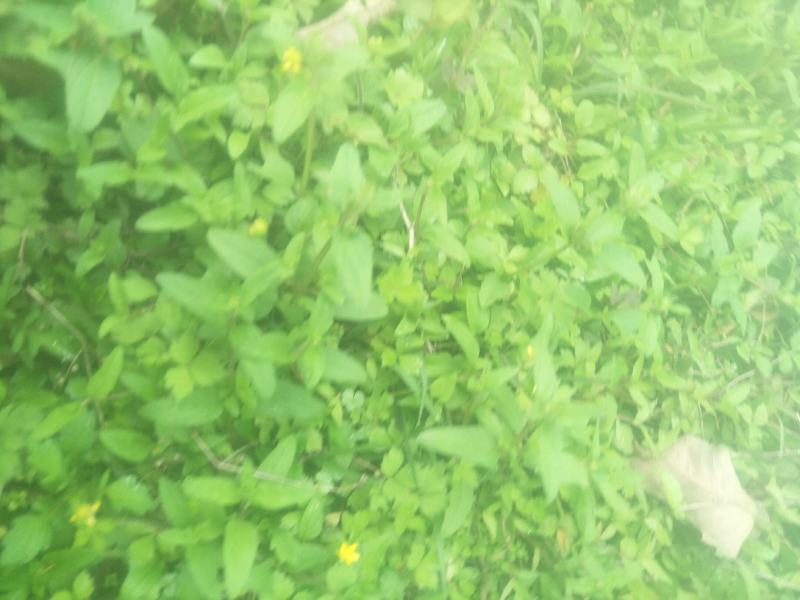 野生夏枯草苗，自然生长，药性强，天然无污染！可盆栽绿化！