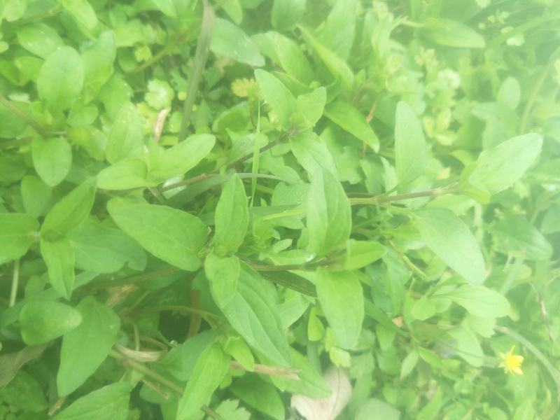 野生夏枯草苗，自然生长，药性强，天然无污染！可盆栽绿化！