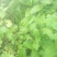野生夏枯草苗，自然生长，药性强，天然无污染！可盆栽绿化！