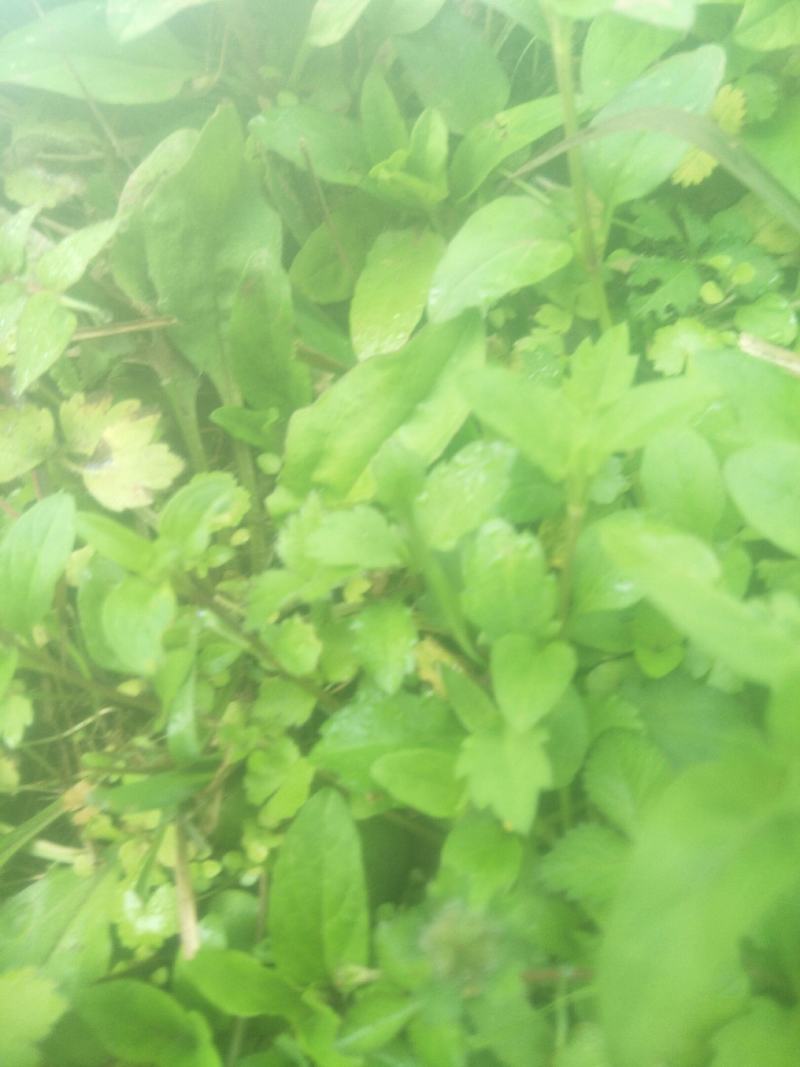 野生夏枯草苗，自然生长，药性强，天然无污染！可盆栽绿化！