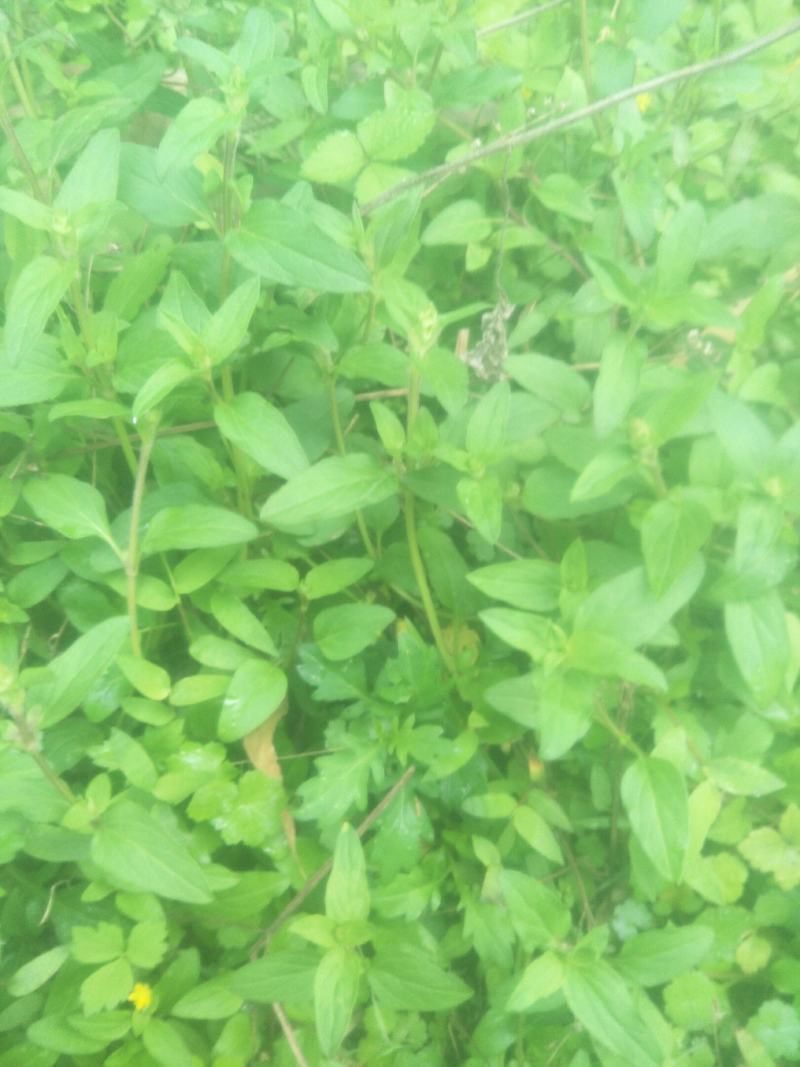 野生夏枯草苗，自然生长，药性强，天然无污染！可盆栽绿化！