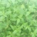 野生夏枯草苗，自然生长，药性强，天然无污染！可盆栽绿化！