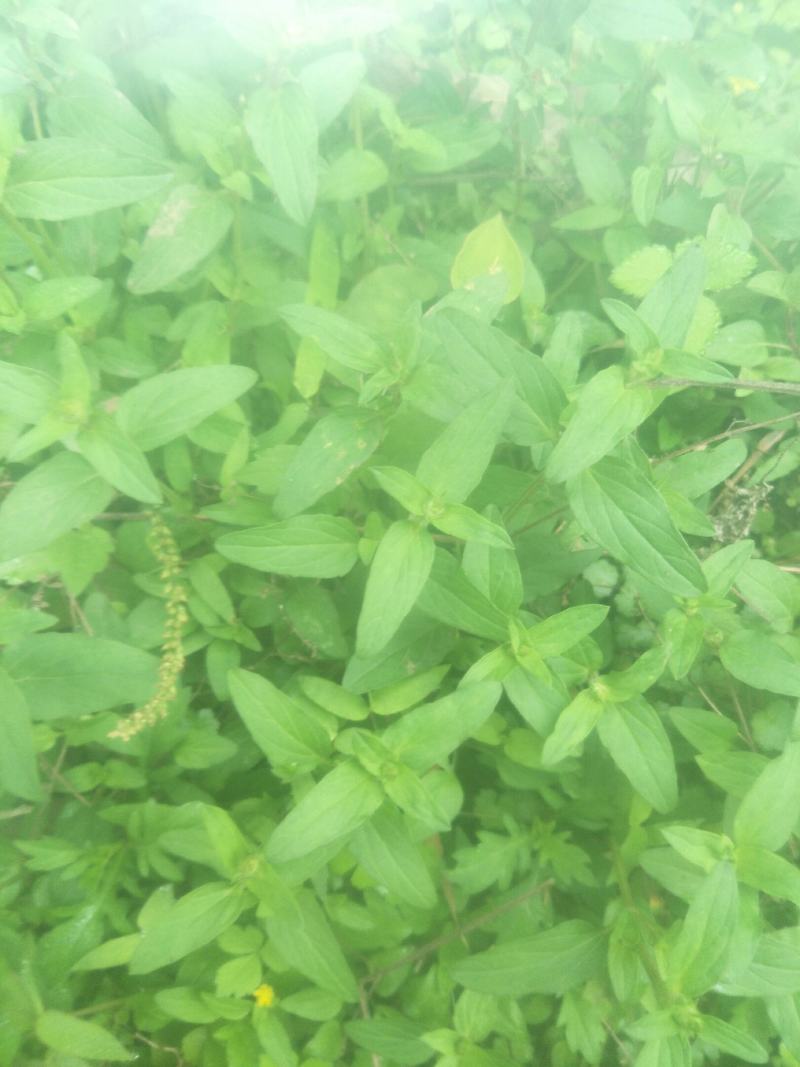野生夏枯草苗，自然生长，药性强，天然无污染！可盆栽绿化！