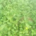 野生夏枯草苗，自然生长，药性强，天然无污染！可盆栽绿化！