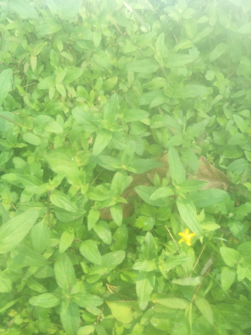 野生夏枯草苗，自然生长，药性强，天然无污染！可盆栽绿化！