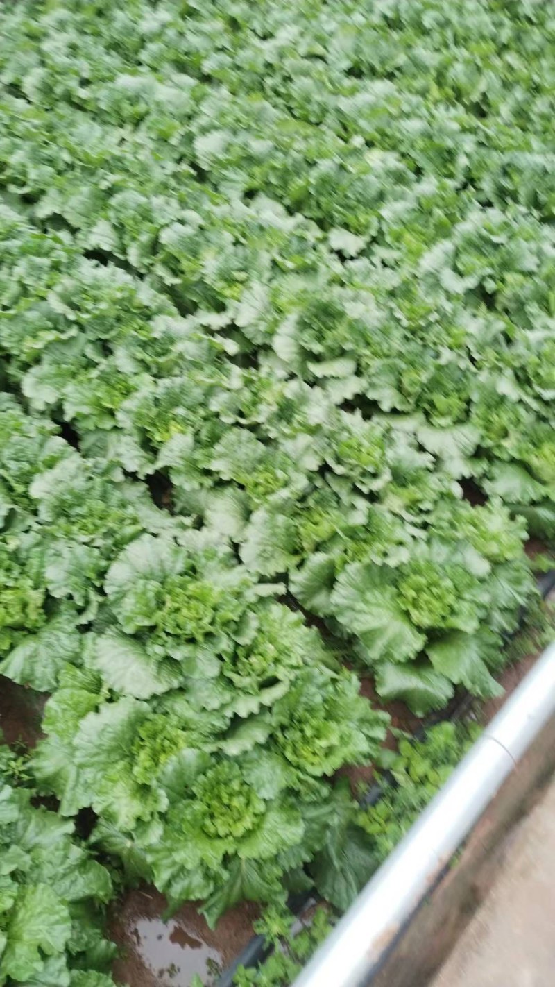 云南楚雄精品白菜麻叶青白菜大白菜产地直发一手货源