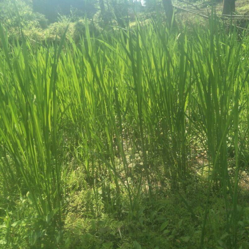 四川当地胶白苗，老品种，不易变异，味更浓，更健康！