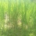 四川当地胶白苗，老品种，不易变异，味更浓，更健康！