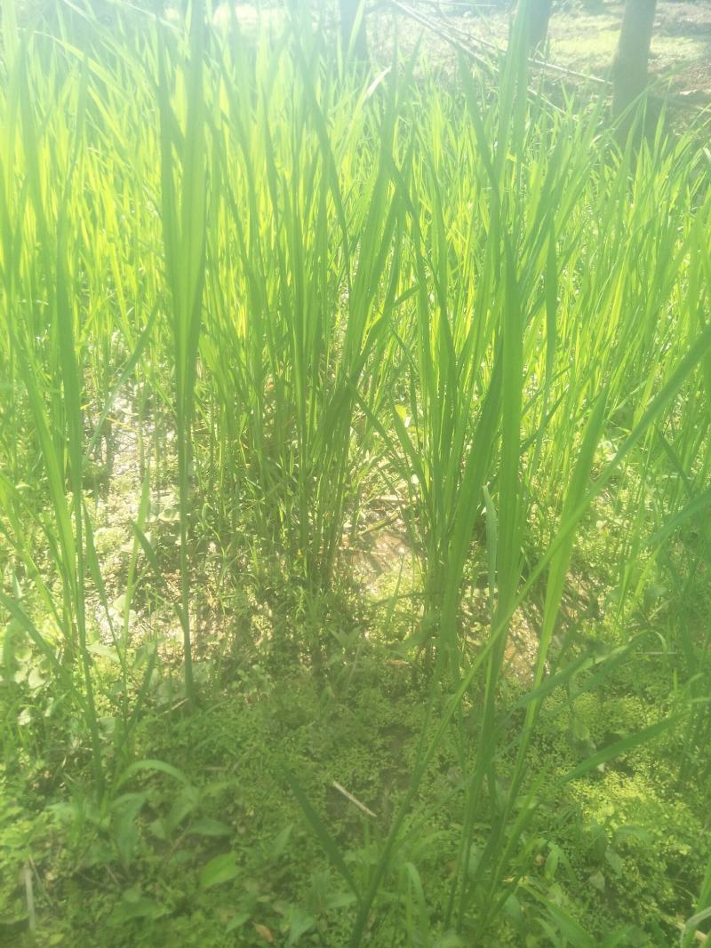 四川当地胶白苗，老品种，不易变异，味更浓，更健康！