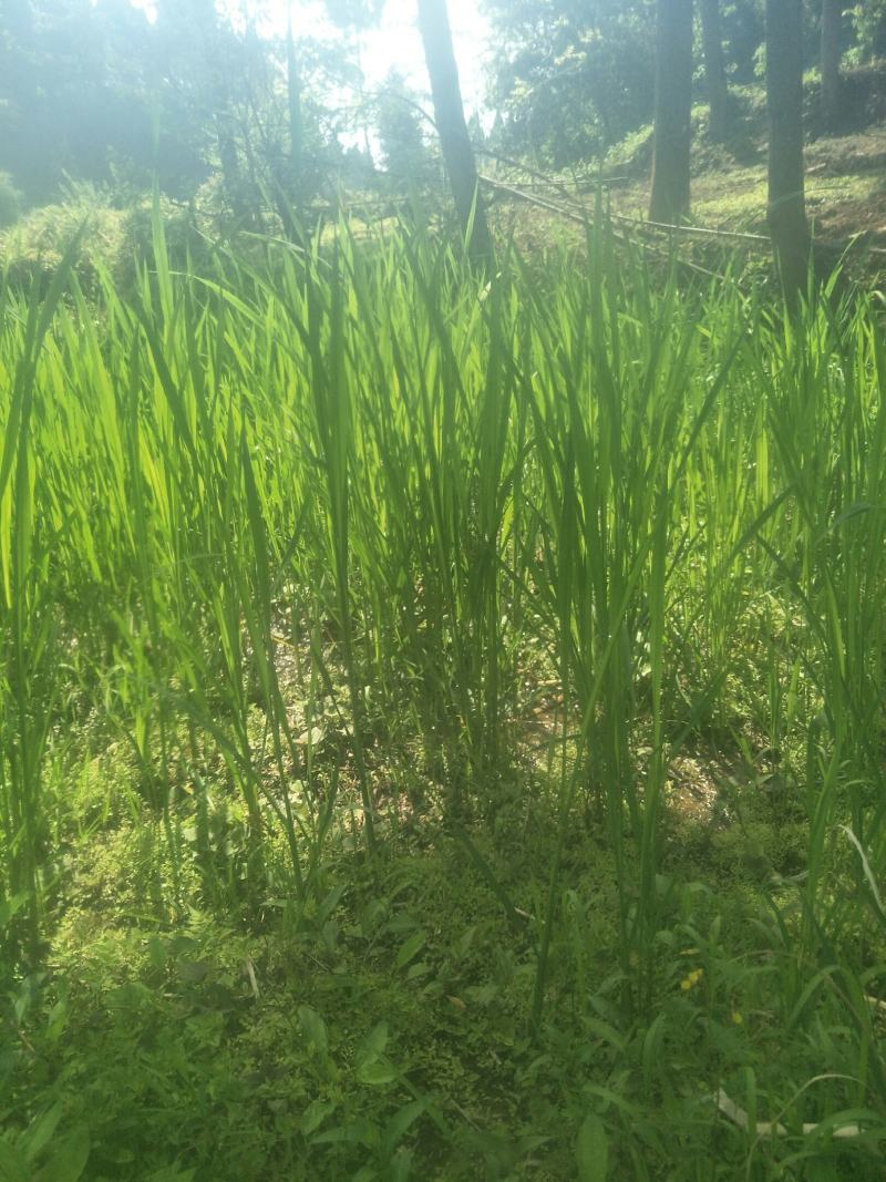 四川当地胶白苗，老品种，不易变异，味更浓，更健康！