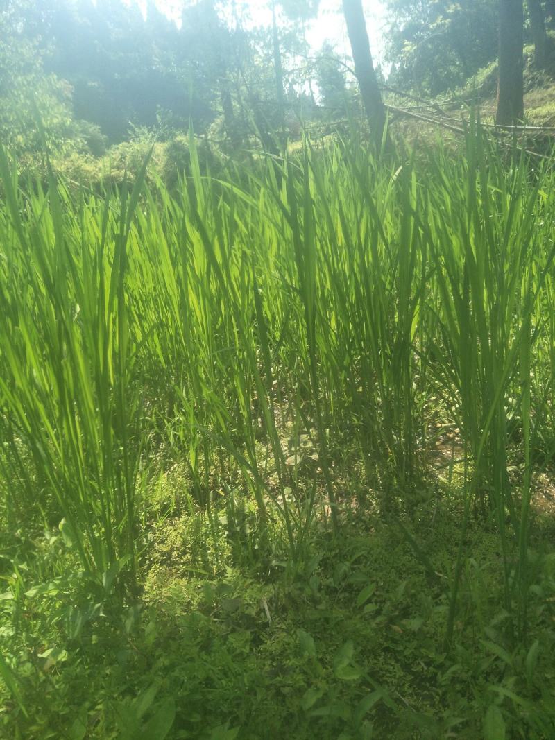 四川当地胶白苗，老品种，不易变异，味更浓，更健康！