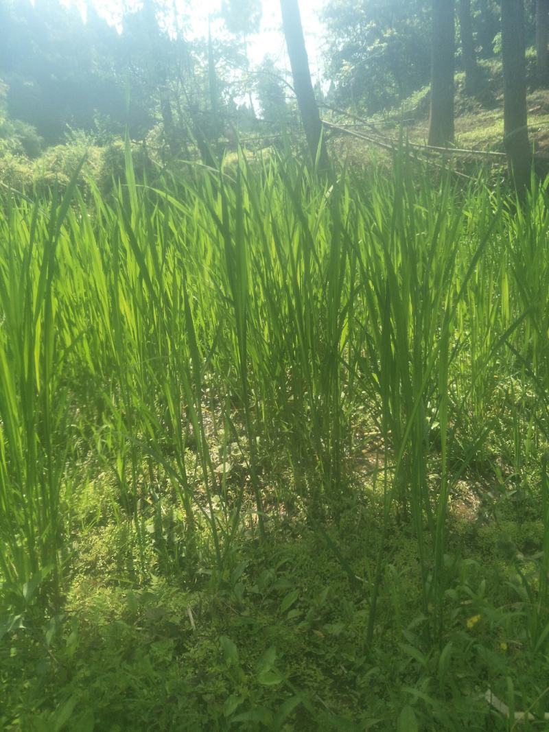 四川当地胶白苗，老品种，不易变异，味更浓，更健康！
