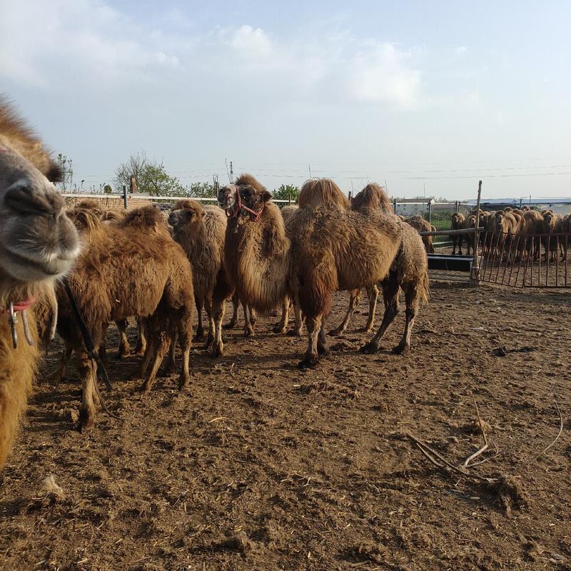 沙漠骆驼，乘骑骆驼，观赏骆驼，景区骆驼基地发货欢迎咨询