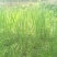 四川当地胶白苗，老品种，不易变异，味更浓，更健康！