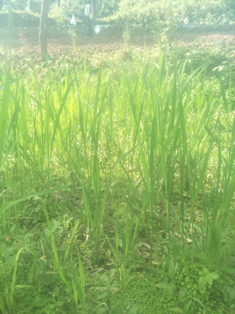 四川当地胶白苗，老品种，不易变异，味更浓，更健康！