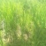 四川当地胶白苗，老品种，不易变异，味更浓，更健康！