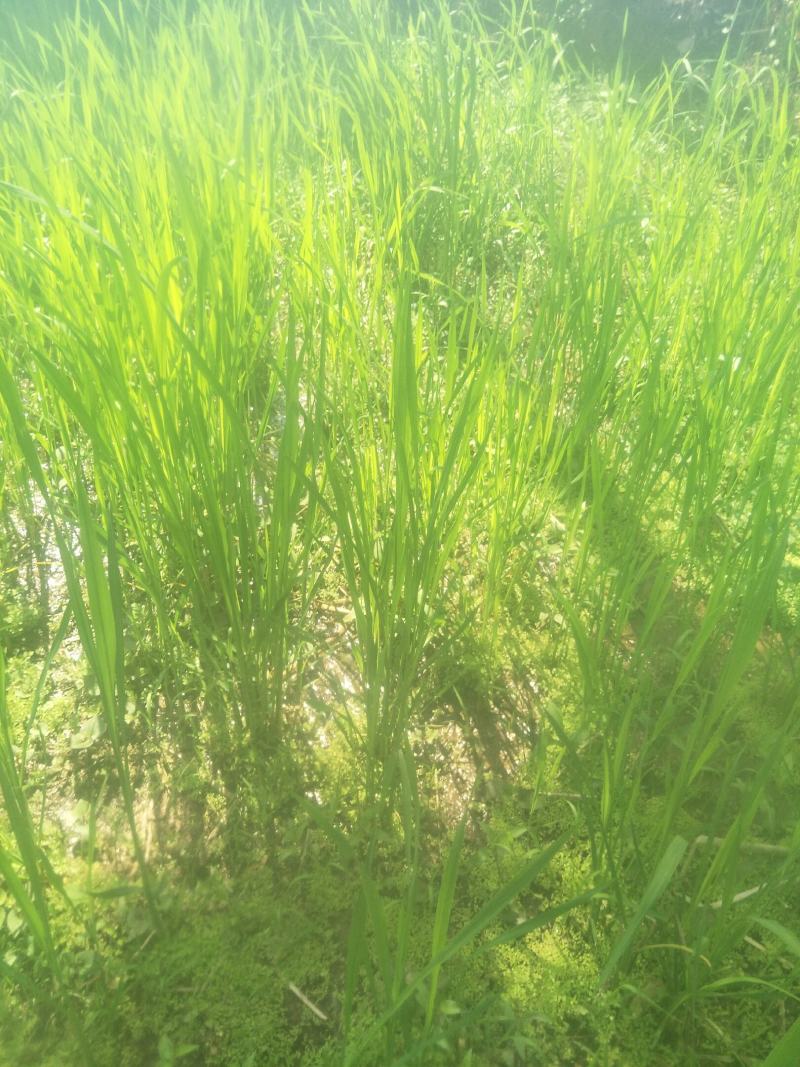 四川当地胶白苗，老品种，不易变异，味更浓，更健康！