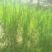 四川当地胶白苗，老品种，不易变异，味更浓，更健康！