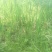 四川当地胶白苗，老品种，不易变异，味更浓，更健康！