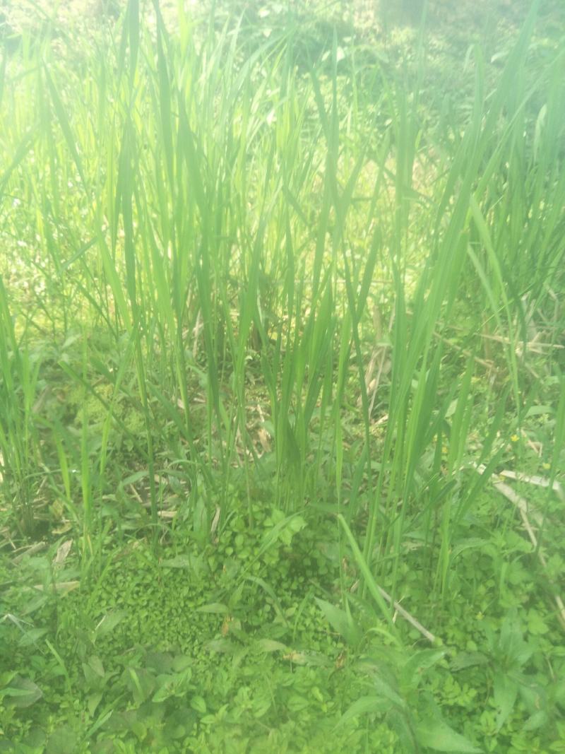 四川当地胶白苗，老品种，不易变异，味更浓，更健康！