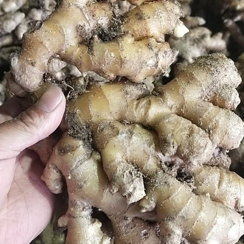 安庆市岳西县小黄姜窖藏大量上市