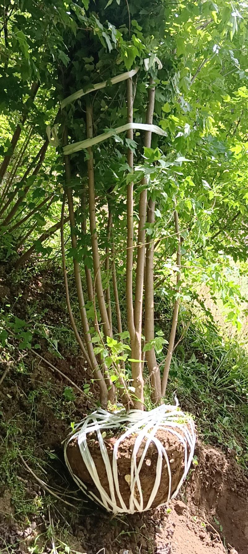丛生搽条漆5杆~8杆树高3米冠幅1.5