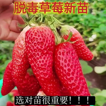 法兰地草莓苗蒙特瑞四季草莓苗红颜奶油淡雪丹东九九