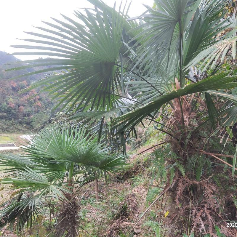 棕榈树苗棕树苗棕榈苗扇子植物四季常青景观绿化庭院树苗耐寒